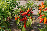 GartenDialog 2026 - Chili - Paprika GartenDialog 2026 - Chili - Paprika
